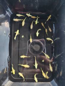 Guppy Pior Strain