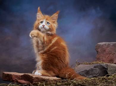 Maine Coon Boy Red White 🇷🇺