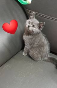 Kitten cute..