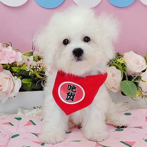 Bichon Frise