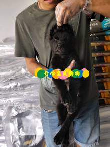 Black Shepherd (F)