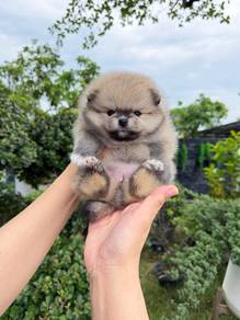 Tiny Pomeranian female male