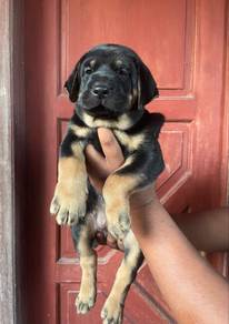 Rottweiler