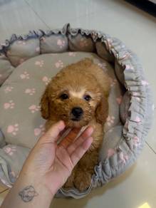 Toy Poodle