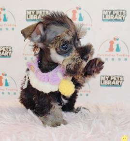 Schnauzer