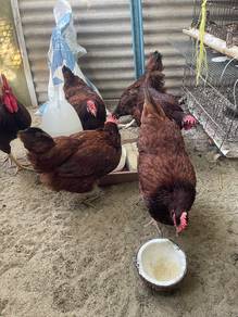 INDUK AYAM 