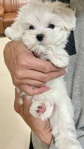 Delightful Maltese Soft Cotton Puppy Baby Puppy