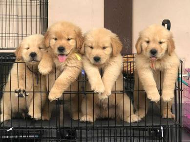 Golden Retriever