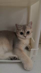BritishShortHair Golden Blue