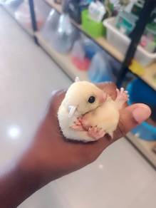 Sugar Glider Jinak