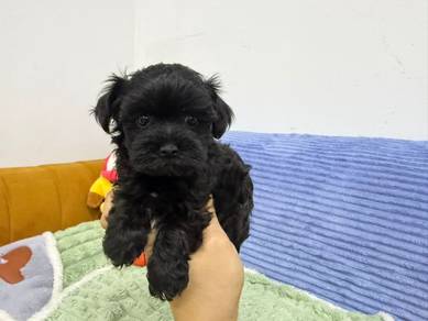 Maltipoo black colour