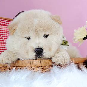 Chow Chow