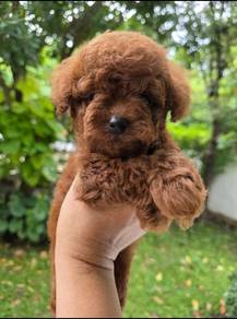 toy poodle 