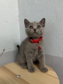 BSH blue female