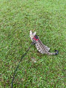 bengal