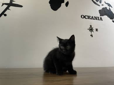 Munchkin Non-standard (Male)