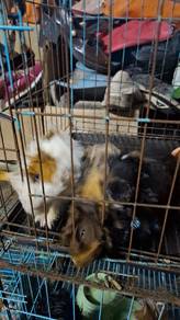 Guinea Pig