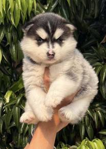 FLUFFY 🌻206 HUSKY WOOLY PUPPIES Boy~Girl