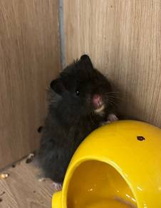 Big Bone Hamster Untuk Dijual !!