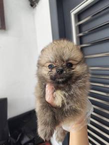 Pomeranian male female puppy only