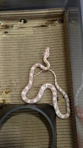 Corn Snake salmon snow 