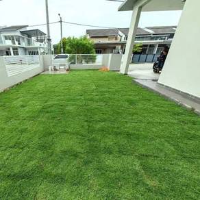 Rumput Filipina (Carpet Grass