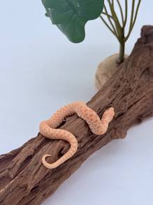 Hognose Snake