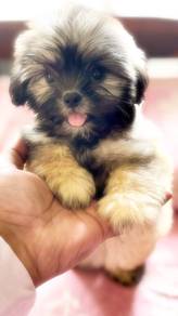 Bubbly Shih Tzu Teddy Face Fluffy Puppy Baby Puppy