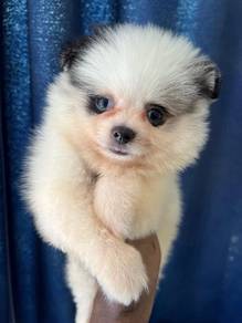 mini pomeranian,, 