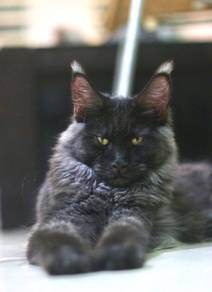 Maine Coon