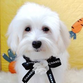 Maltese