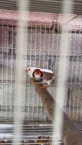 induk zibra finch