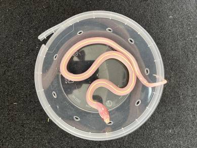 albino stripe california cantik king corn snake