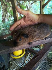 guineapig/arbok california mix jantan