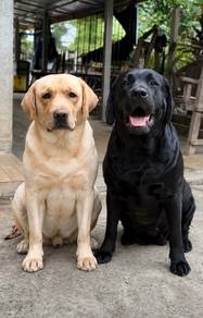 Labrador retriever puppies u