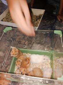 syrian hamster