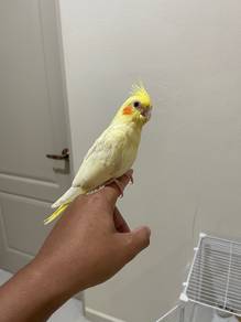 Anak Cockatiel