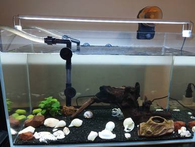 Aquarium tank setup 