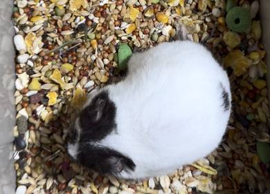 Female Hamster Syrian Dominan Spot Black
