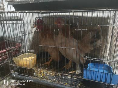 ayam katek