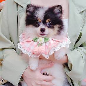 Pomeranian