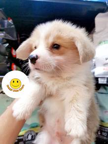 Dw-1163 Welsh Corgi long haired puppies dogs