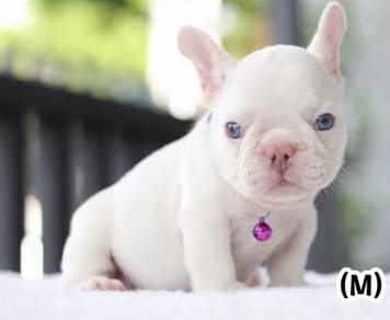 FRENCH BULLDOG PUPPIES VIP836🌻 Boy-Girl Cream