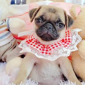 Pug