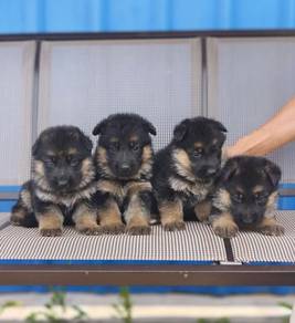German Shepherd