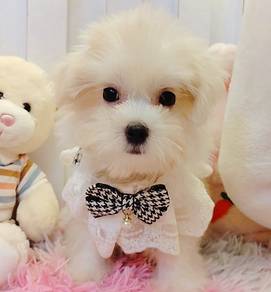 Maltese
