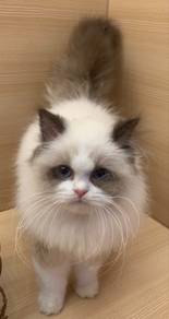 Ragdoll
