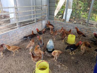 ayam kampung kacuk