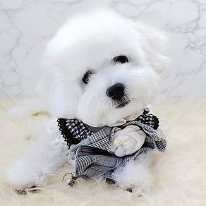 Bichon Frise