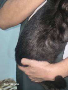 Junior Black Bengal for Rehome